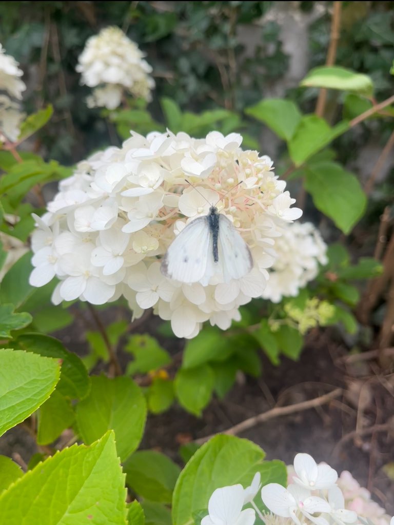 Peter Fallon tweet media