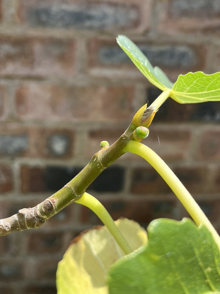 Peter Fallon tweet media