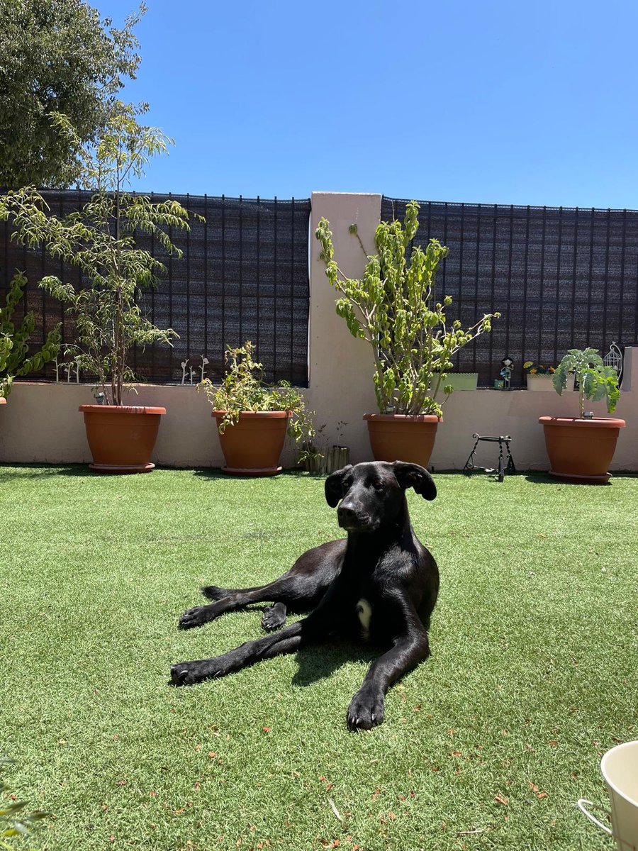 Mehperdonas's tweet photo. Hola, tengo una mascota llamada Hachiko, de año y medio, cruce labrador y por cuestiones de la vida, no puedo cuidarlo más. He hablado con familiares, amigos y nadie puede hacerse cargo y estoy desesperado. Busco una familia que pueda con su energía y le de todo lo que se merece. https://t.co/mSpn1wj2ut
