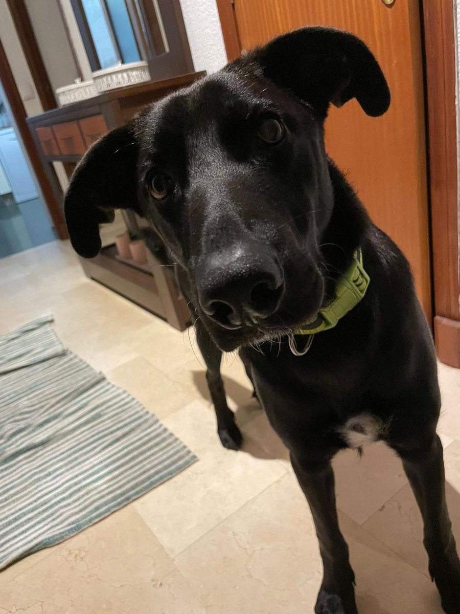 Mehperdonas's tweet photo. Hola, tengo una mascota llamada Hachiko, de año y medio, cruce labrador y por cuestiones de la vida, no puedo cuidarlo más. He hablado con familiares, amigos y nadie puede hacerse cargo y estoy desesperado. Busco una familia que pueda con su energía y le de todo lo que se merece. https://t.co/mSpn1wj2ut