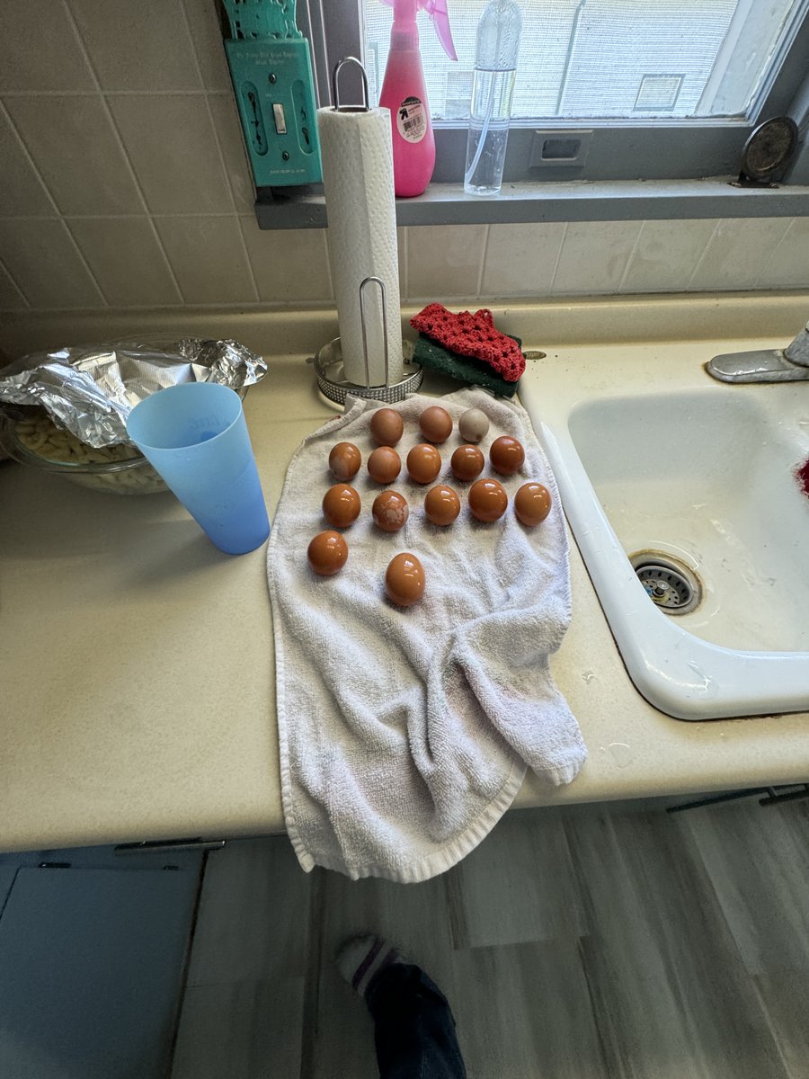 FemaleRancher's tweet photo. My egg collection for the day! Whatβs the best way to store them? Comment below! #Chickens #Farm #Rancher #FarmerLife #RancherLife #FarmLife #AgLife #WomenInAg #LivestockLove #FarmModel #AgInfluencer #FarmingCommunity #RanchLife #AgCommunity #WomenWhoFarm #LivestockFarming https://t.co/JrvtY5VC0i