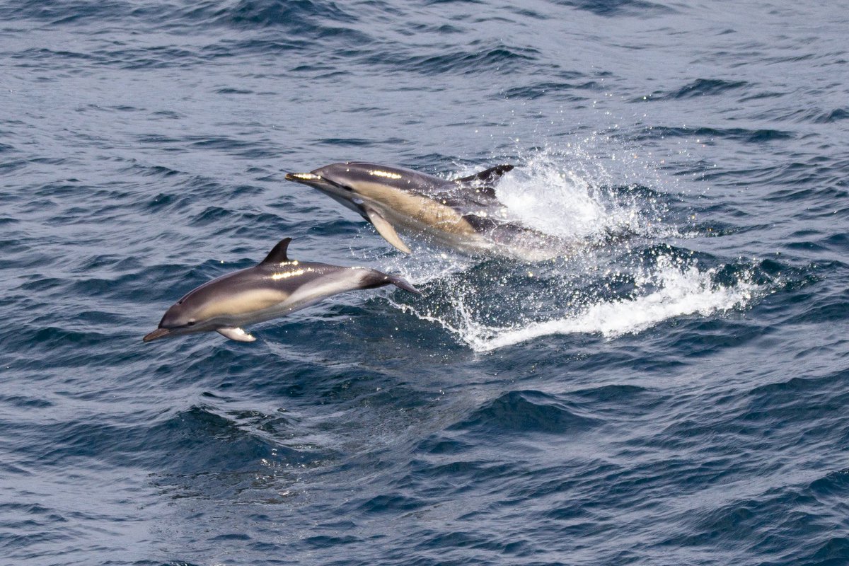 Common dolphins from a couple of weeks ago seen in the Celtic sea between Cornwall and Wales. We had 600+ common dolphins that day!