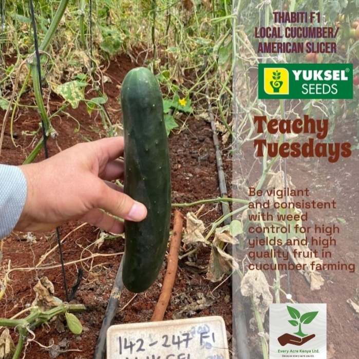 EveryAcreKenya's tweet photo. You want high yield and quality fruiting in cucumber farming? Be vigilant with weed control. THABITI F1. Yes!IKO. +254 113 111 999 #TeachTuesday
BREAKING NEWS University of Nairobi President William Ruto Attorney General https://t.co/lNU3BRXL1G