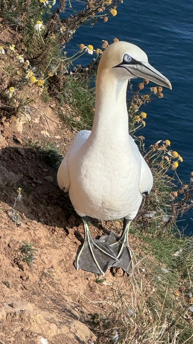 MarkSmales's tweet image. A beautiful morning walk to @Bempton_Cliffs &amp;amp; back. #Gannet #Cliffs #NorthSea