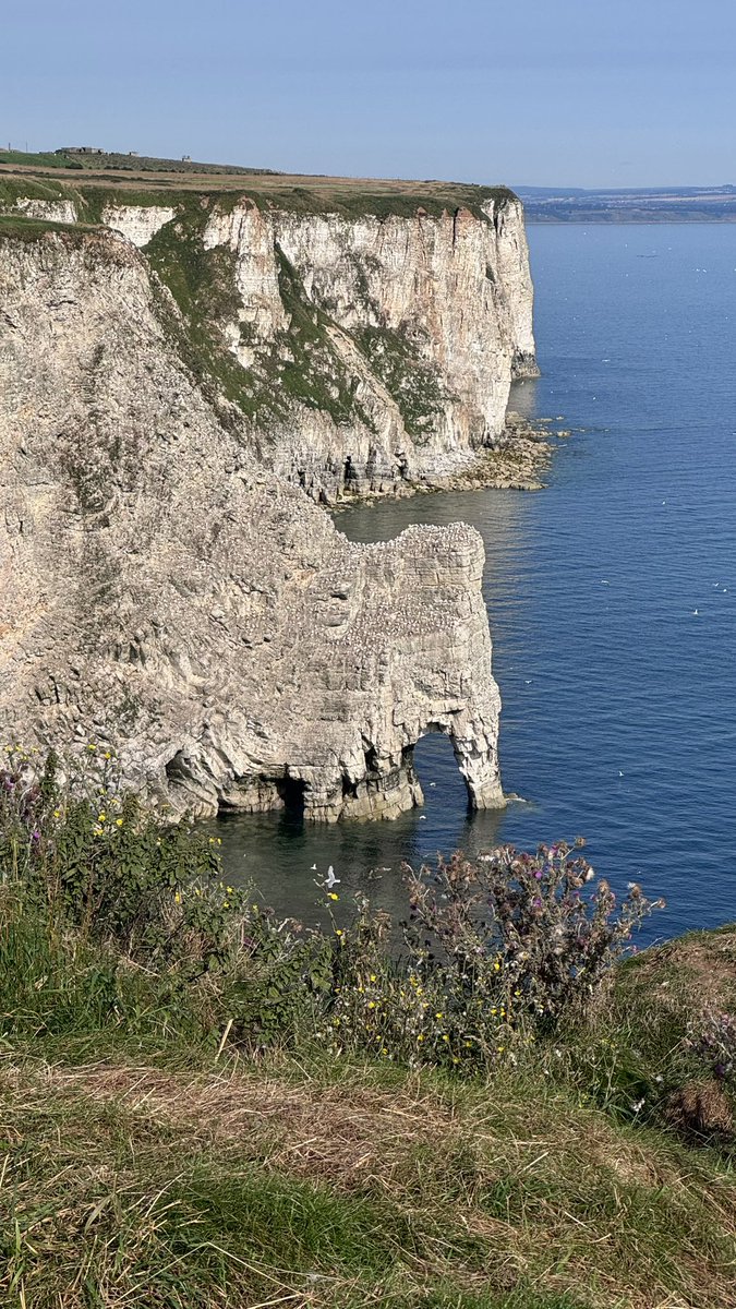 MarkSmales's tweet image. A beautiful morning walk to @Bempton_Cliffs &amp;amp; back. #Gannet #Cliffs #NorthSea