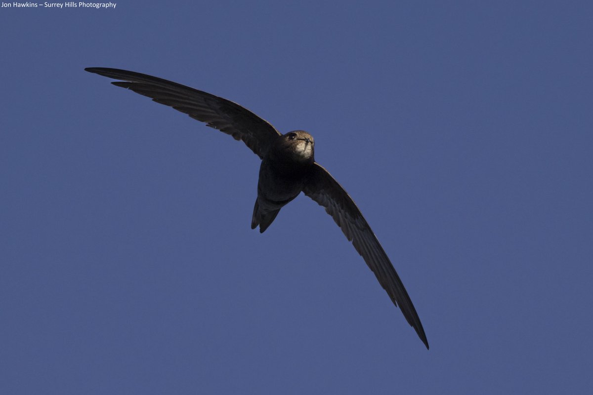 Swifts are fast but their numbers are declining faster.

We can reverse this trend by legislating for swift bricks in all new Welsh buildings. Together, we can protect our natural heritage!

Sign the petition here 👇🦅
northwaleswildlifetrust.org.uk/what-we-do-lan…