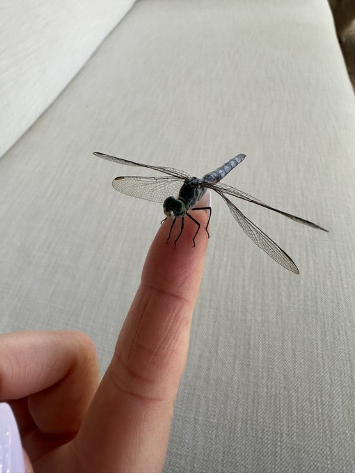 A dragonfly visited me https://t.co/P9rU8PcPeS<a href="/tag/benzmafia"class="tags"><span>#benzmafia</span></a>