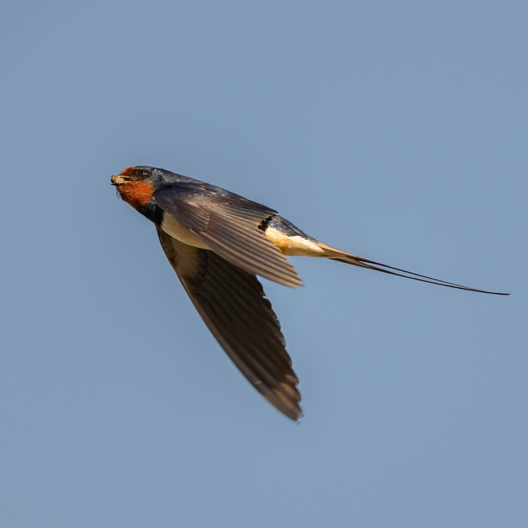 Heal Somerset tweet media