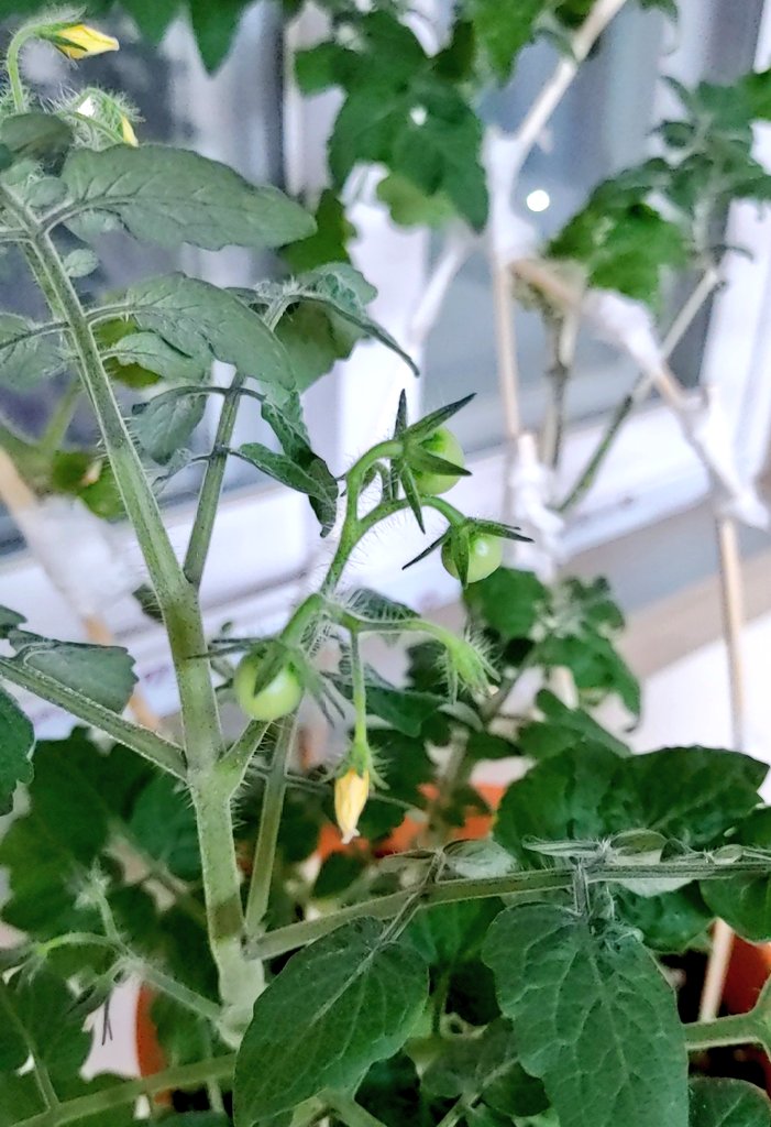 aap_500mg's tweet image. 토마토 자라는거나 보자