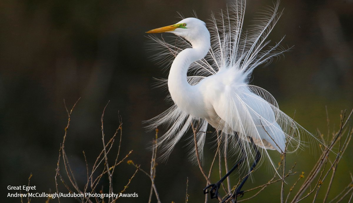 Audubon Society tweet media