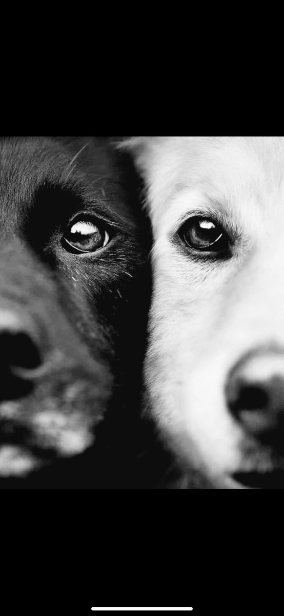 Köpekler gidince sokakların daha güvenli olacağına inanan bir toplum…
 #YasaDeğilCinayet #yasayahayır #YasayiGeriCek