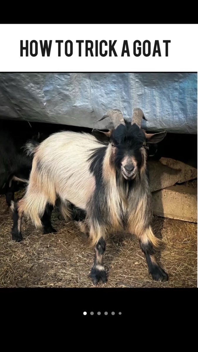 Send Me This Video tweet media