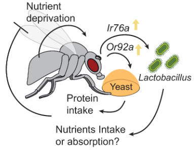 RibeiroCarlitos's tweet image. Conclusion: #aminoacid deprived Drosophilae are obsessed with yeast. Or92a helps them find the best yeast source. And Ir76a leads them to microbiome that give them an extra boost. Talk about a well-rounded diet! #flybehavior #microbiome #science #Drosophila #geneexpression 11/14