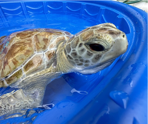 conserveturtles's tweet photo. Join us THIS FRIDAY in @thefloridakeys as we satellite tag and release juvenile green turtle Roseleigh with our partners from the @TurtleHosp! Roseleigh will arrive at Sombrero Beach in Marathon at 9 am and we'll release her at 9:30. See you there! #tourdeturtles https://t.co/wOabZsUN3Q