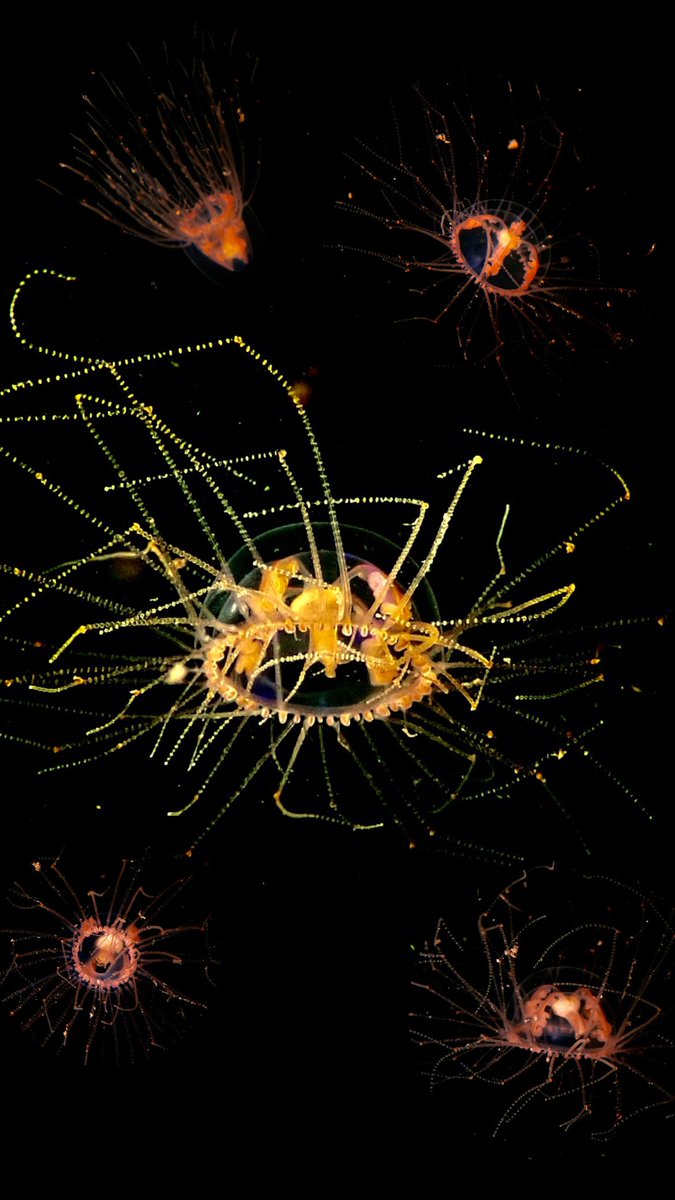 Hunter Stevens tweet media