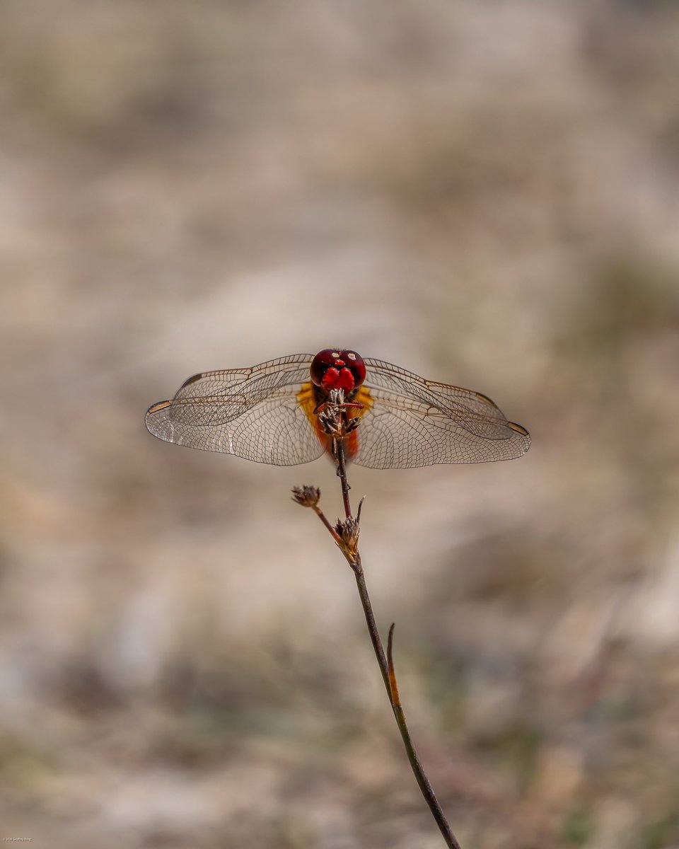 Scarlet Darter at Silverlake, Dorset.. Thought I was late to the party yesterday but it turns out it’s still on going - and with good reason! Plenty of other dragons and damsels to see but the star was all in scarlet.