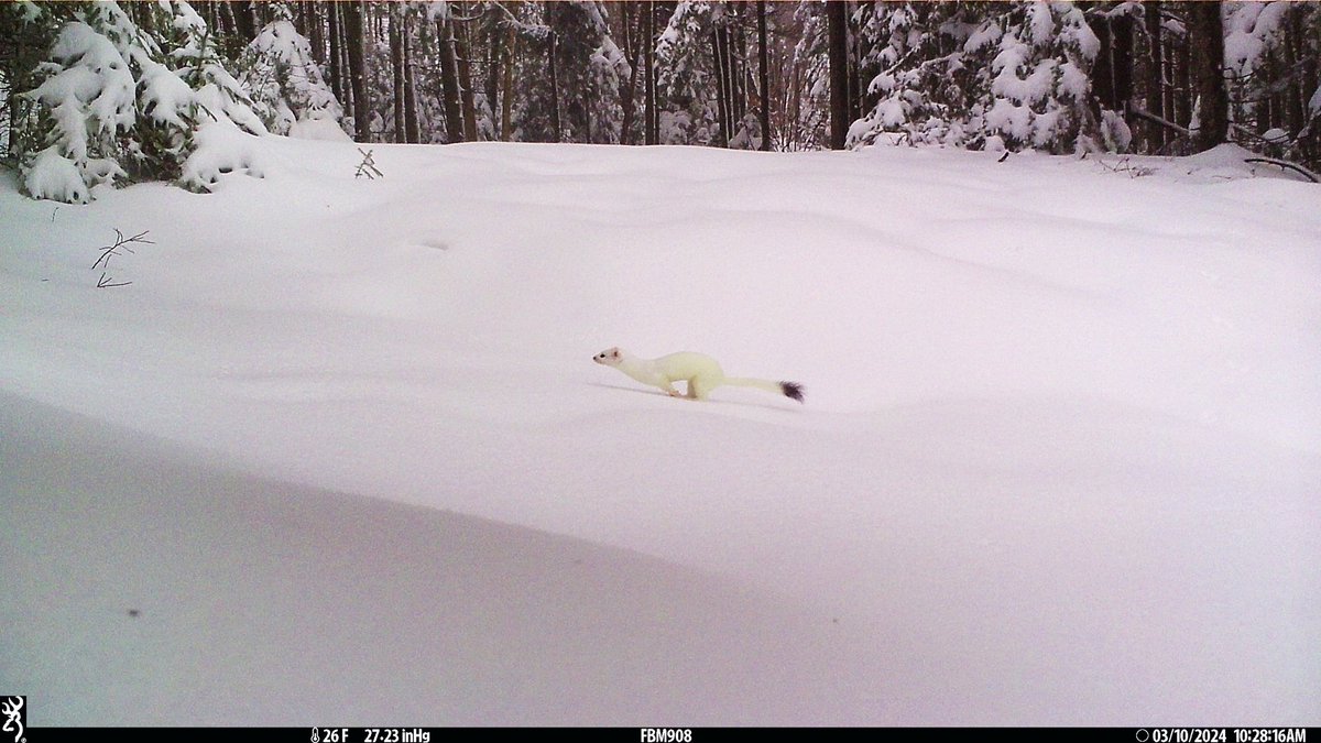 Who doesn't love a sprinting snow weasel