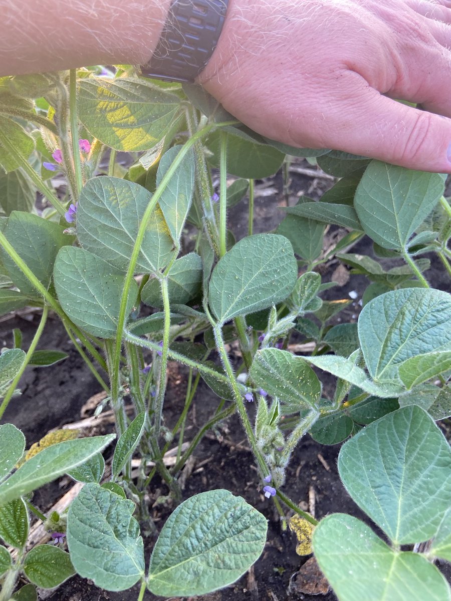 JonathanMikk's tweet image. The aphid populations exploded in many WC MN soybean fields in the last 5 days. Be scouting your fields!

Nearly all of our fields are nearing or well past treatment threshold - up drastically from ~5-30 aphids per plant last week.

Ridgeback insecticide is a great control option