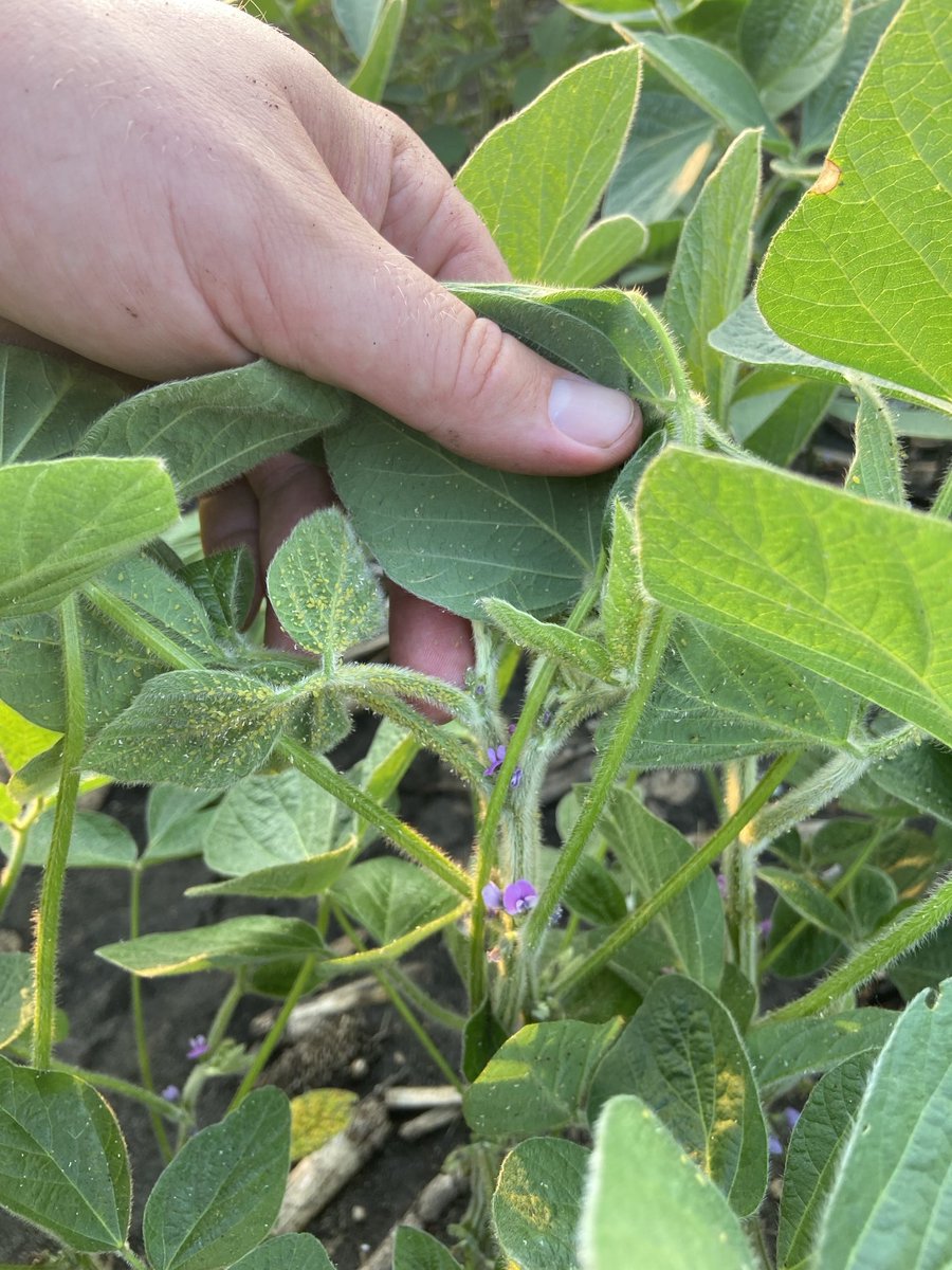 JonathanMikk's tweet image. The aphid populations exploded in many WC MN soybean fields in the last 5 days. Be scouting your fields!

Nearly all of our fields are nearing or well past treatment threshold - up drastically from ~5-30 aphids per plant last week.

Ridgeback insecticide is a great control option