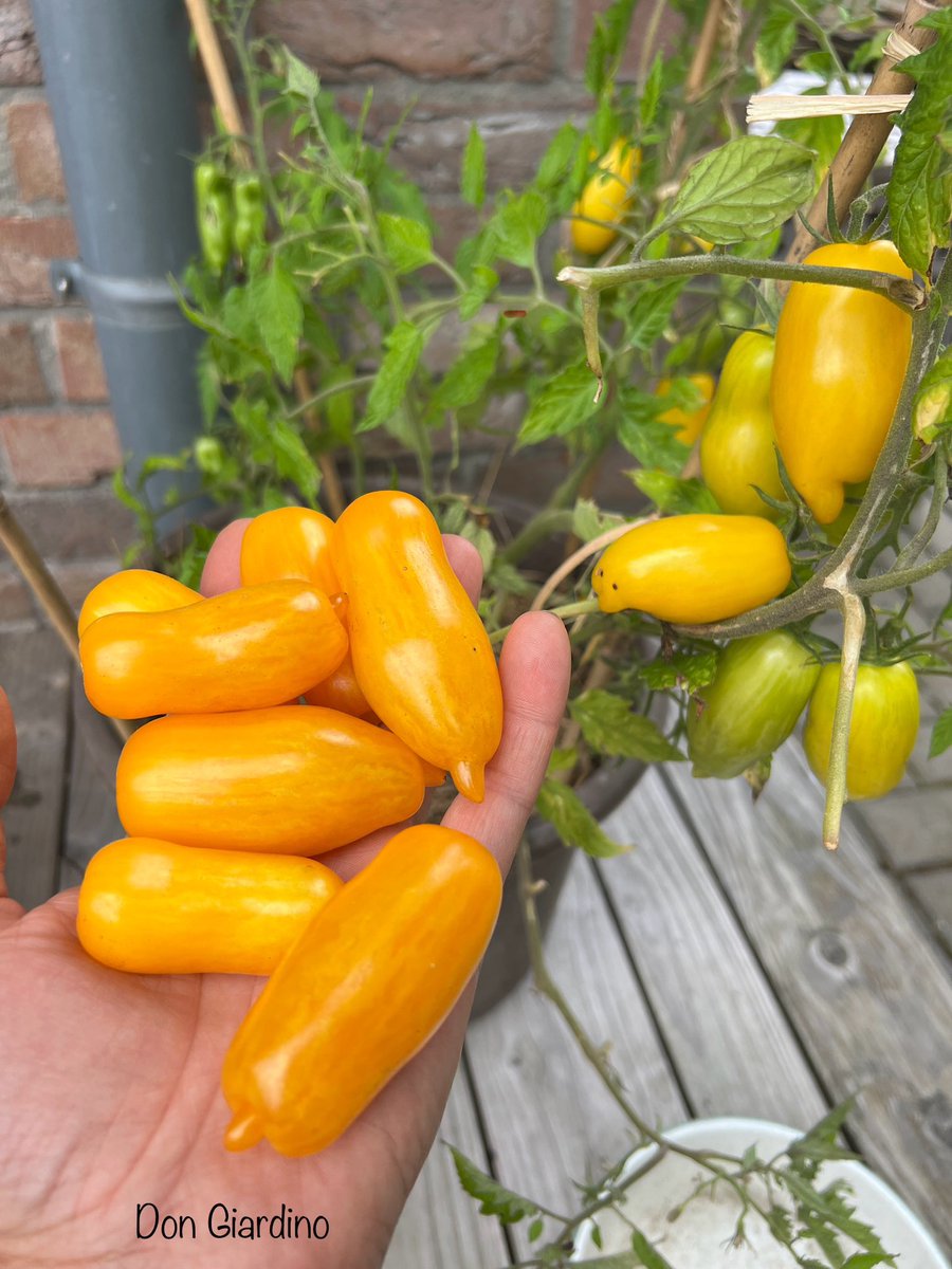 Selbstversorger tweet media