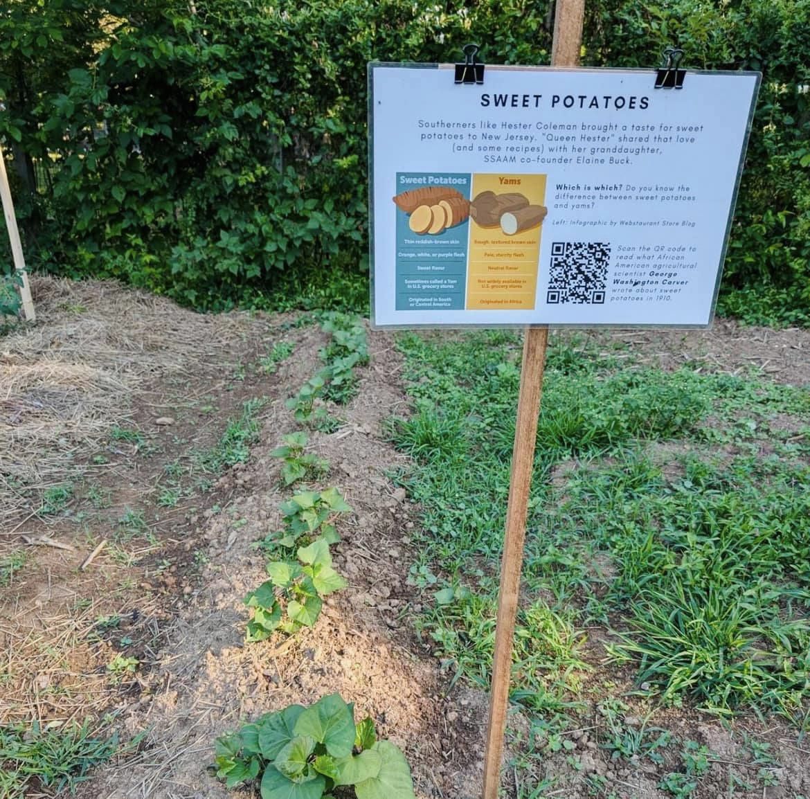 MercerCountyOEA's tweet photo. The Heritage Garden at @SSAAMuseum is thriving! Many of the crops were planted with the help from our Agrihood interns. 🌱🫘🌽🍠

Thanks for the update, Rob! https://t.co/300VVdKysu