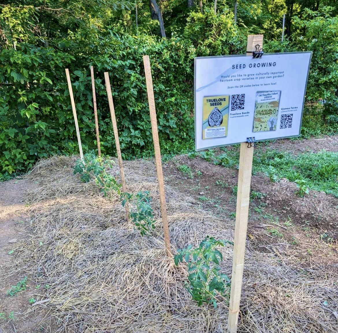 MercerCountyOEA's tweet photo. The Heritage Garden at @SSAAMuseum is thriving! Many of the crops were planted with the help from our Agrihood interns. 🌱🫘🌽🍠

Thanks for the update, Rob! https://t.co/300VVdKysu
