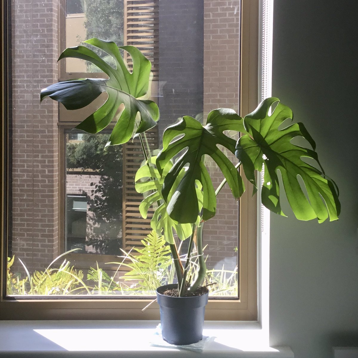 zhao_fu_qiang's tweet image. Many thanks to @ainokash for this lovely monstera! It just brightens up my day!😁
#PhDLife #Friends