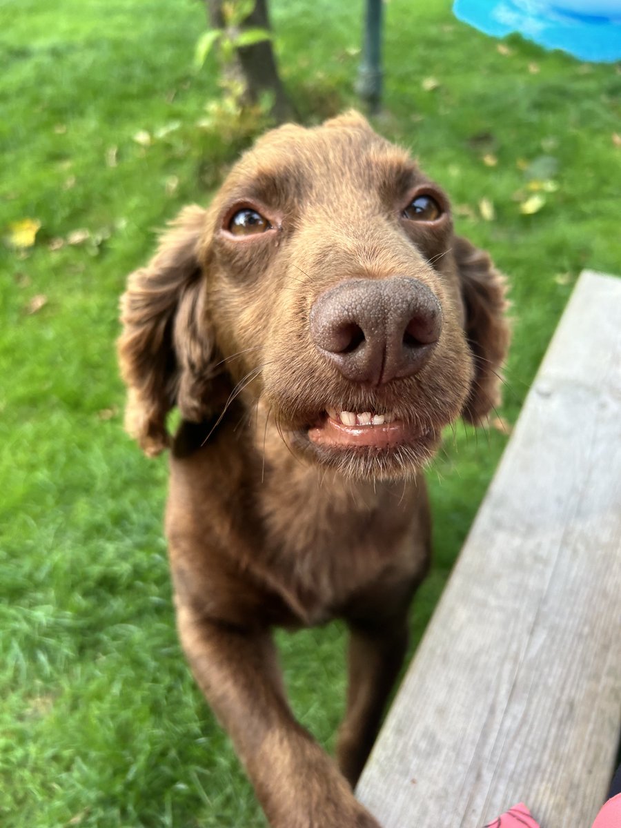 PD Roost & PD Zero 🐾 tweet media