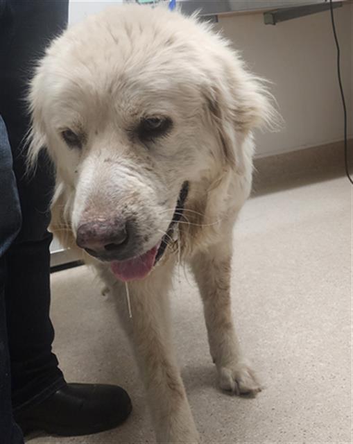 KCAnimalService's tweet photo. If you are in an area affected by the #BorelFire and your pet has gone missing, we have created a webpage specifically for lost animals found in those areas - https://t.co/COWjYyavfC
See your pet? Reach out ASAP. Contact info on page.
#BorelFire #LostPets #LostAnimals #Cats #Dogs https://t.co/sDE9Mr7IW3