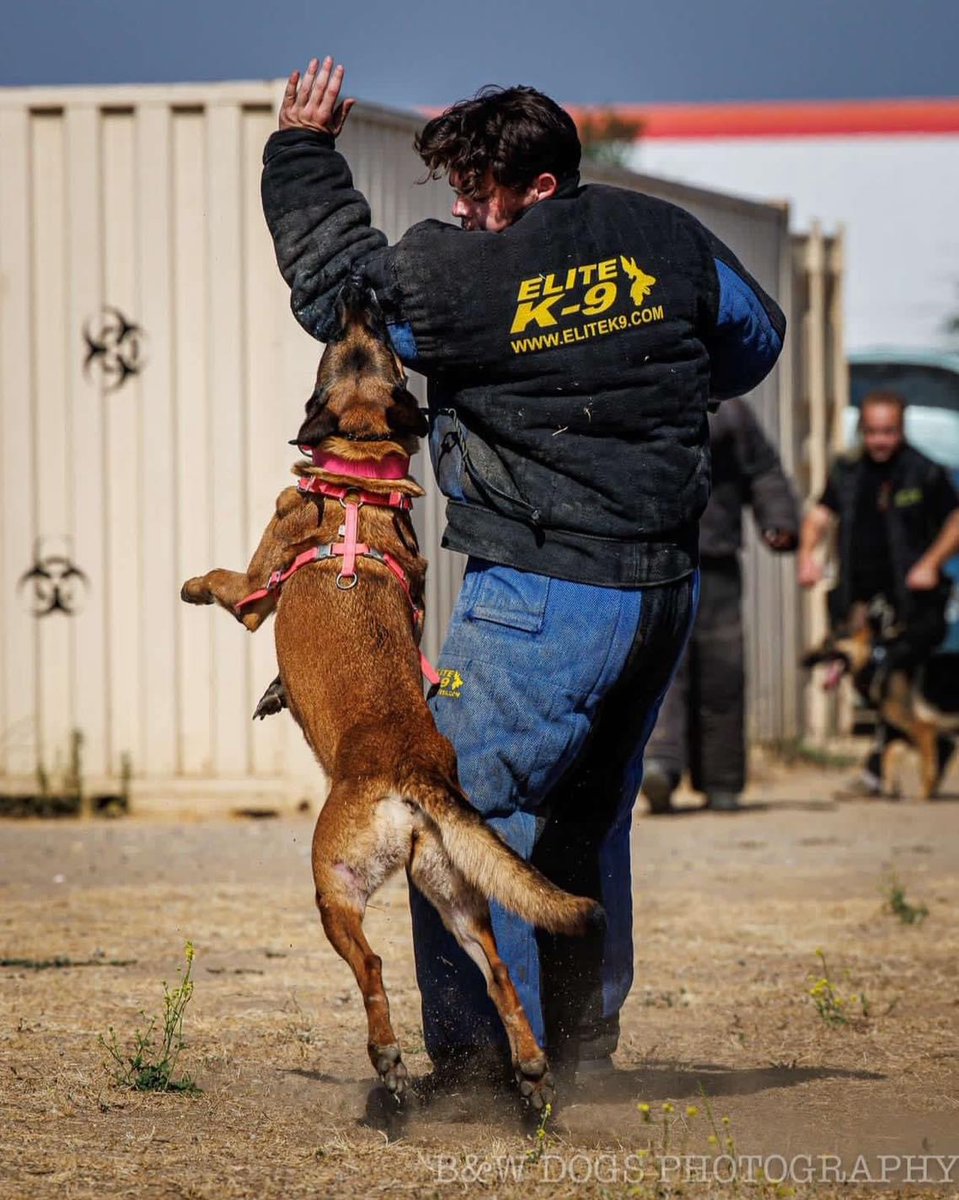 Elite K-9 tweet media