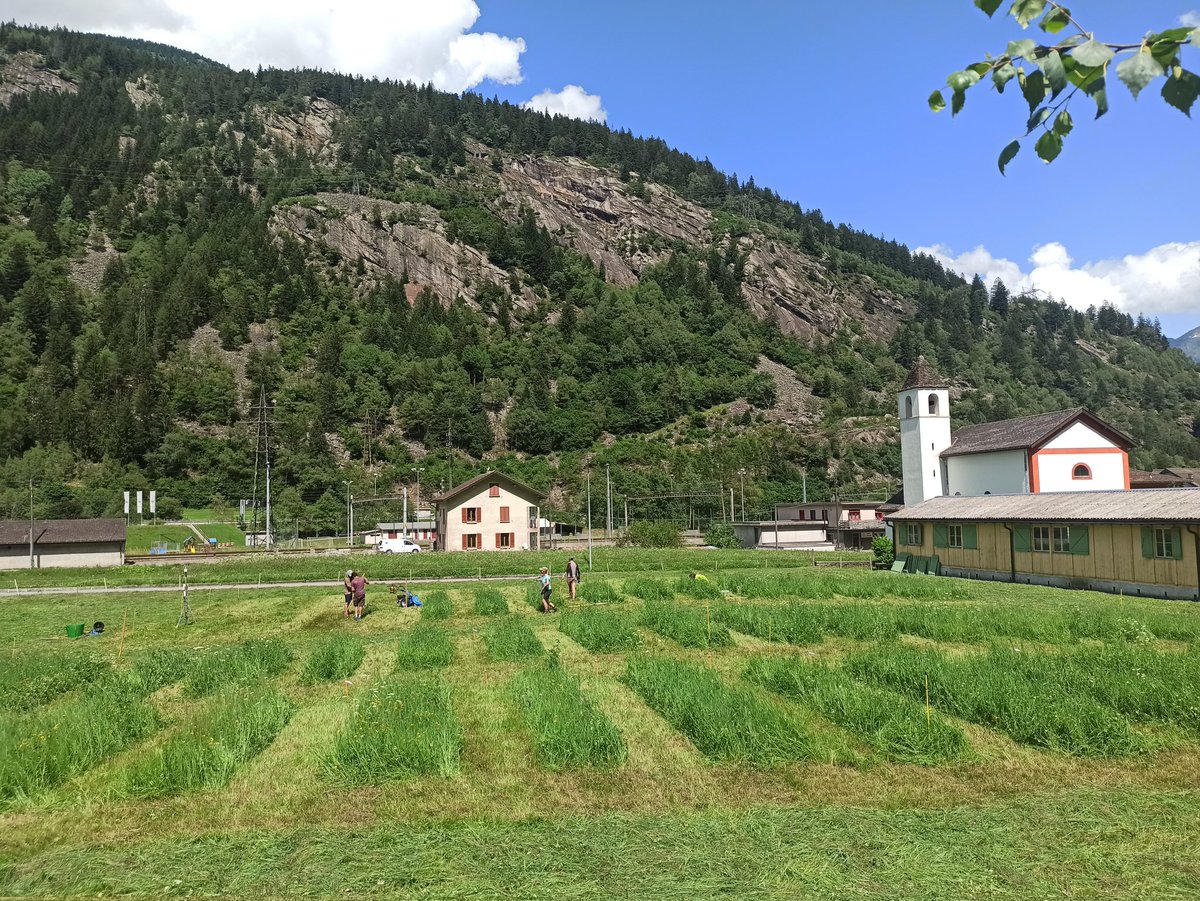 emilie_roinel's tweet photo. The second harvests at our sites in the cantons of Valais, Ticino and Uri have been completed๐ฑ. Next stop, the canton of Bern with our drought manipulation experiment.โ
#DryMountProject @PierreMariotte @agroscope https://t.co/yAzRFt2qNp