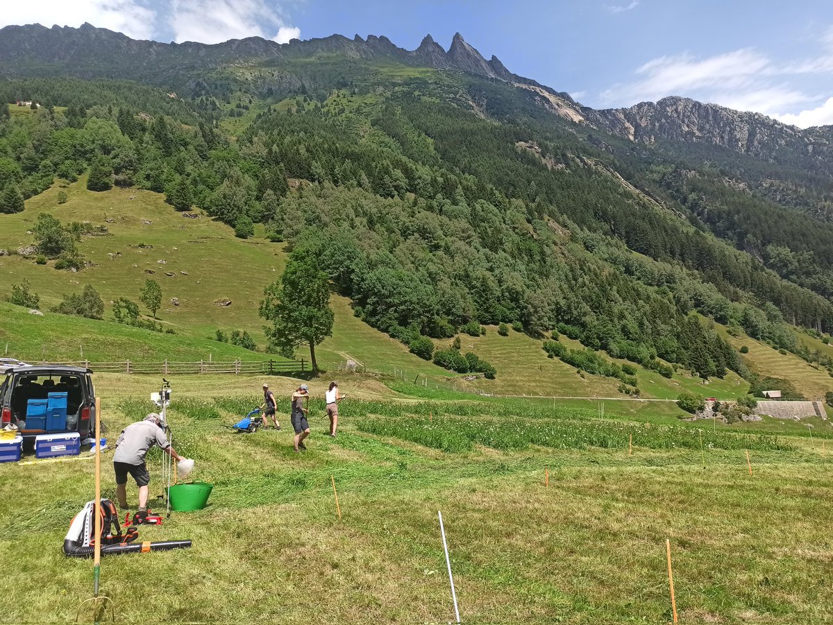 emilie_roinel's tweet photo. The second harvests at our sites in the cantons of Valais, Ticino and Uri have been completed๐ฑ. Next stop, the canton of Bern with our drought manipulation experiment.โ
#DryMountProject @PierreMariotte @agroscope https://t.co/yAzRFt2qNp
