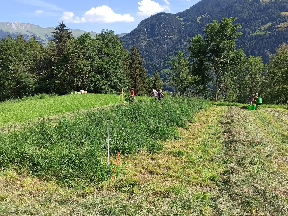 The second harvests at our sites in the cantons of Valais, Ticino and Uri have been completed🌱. Next stop, the canton of Bern with our drought manipulation experiment.☀
#DryMountProject <a href="/PierreMariotte/">Dr Pierre Mariotte</a> <a href="/agroscope/">Agroscope</a>