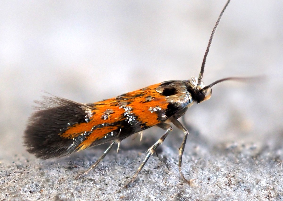 stevethemoth's tweet photo. Carrying a little 'moth pot' has paid dividends this year resulting in the temporary capture of this beautiful Flame Crest (Chrysoesthia drurella). https://t.co/iFJtFeTXv8