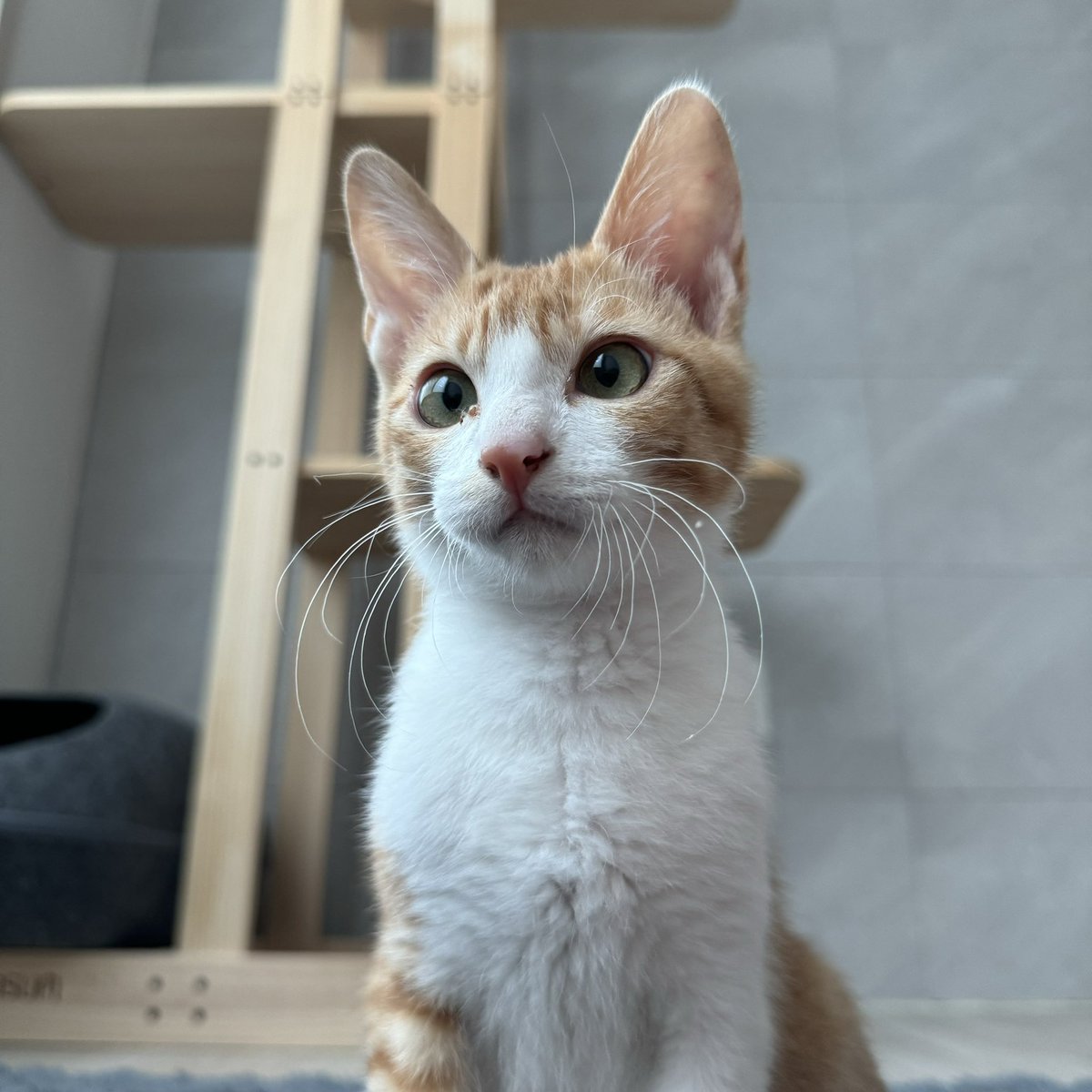 진짜 초등학생같아지지 않았나요?
신발가방 사주고싶어요🥹