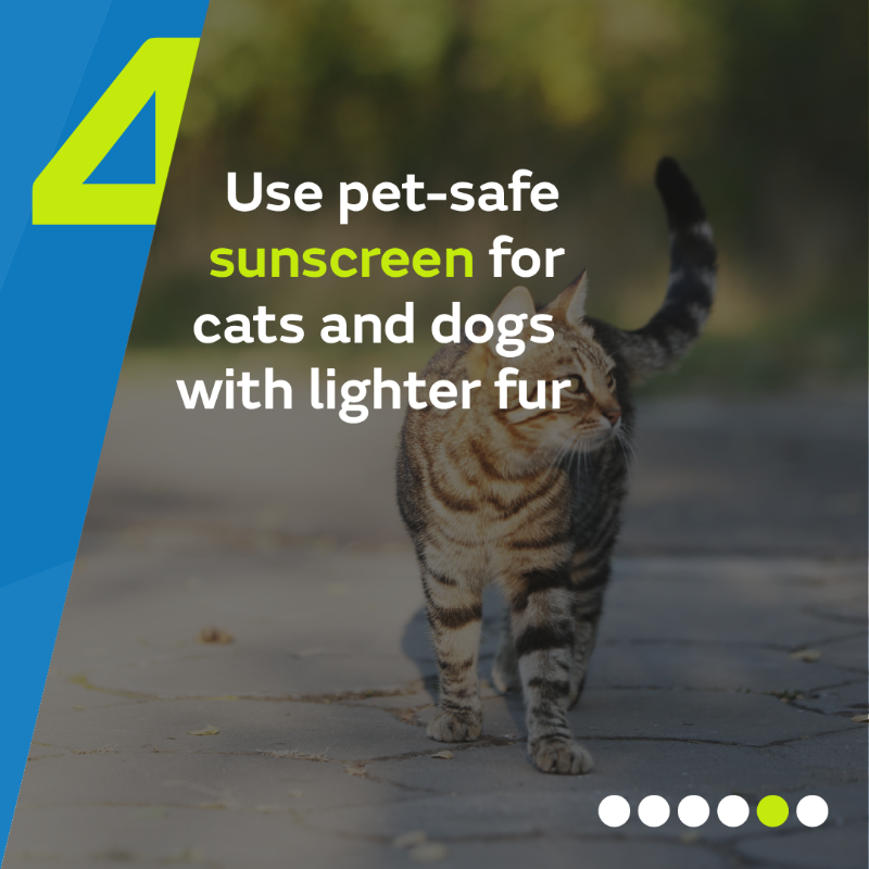 metoffice's tweet photo. Our pets can also suffer in the heat. 

@BritishVets encourage you to do the 5-second tarmac test to check if it's safe to walk your dog. 

If it feels too hot for your hand, it’s too hot for your dog’s paws. 

More advice for caring for your pets 👇

#WeatherReady