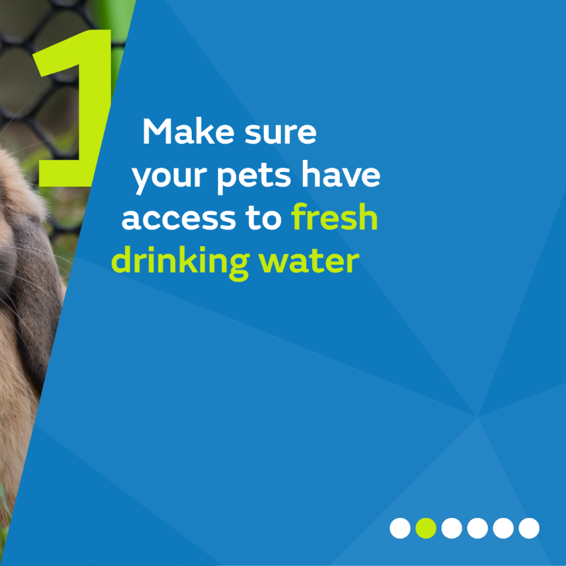metoffice's tweet photo. Our pets can also suffer in the heat. 

@BritishVets encourage you to do the 5-second tarmac test to check if it's safe to walk your dog. 

If it feels too hot for your hand, it’s too hot for your dog’s paws. 

More advice for caring for your pets 👇

#WeatherReady