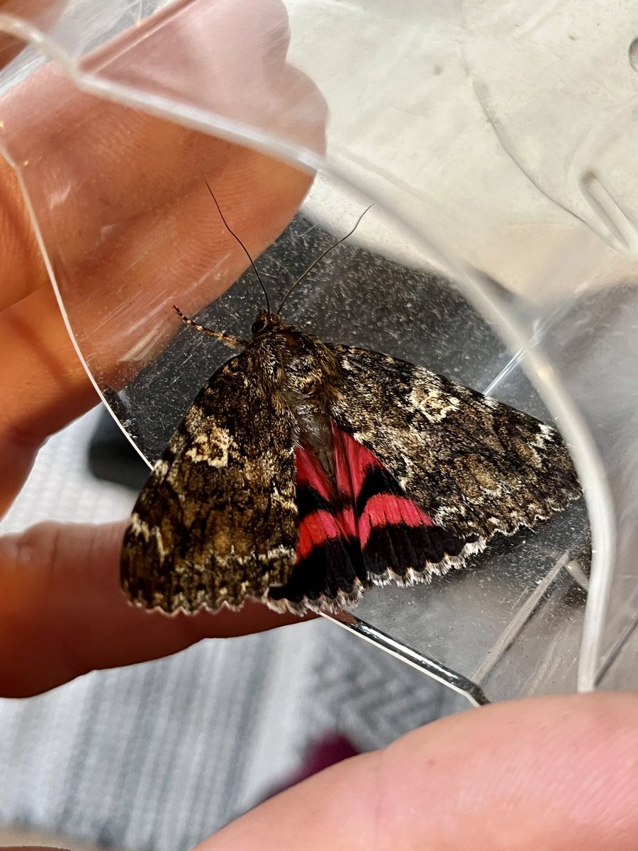 benjeaton's tweet photo. Wow! Came home from Ladywalk mothing to this. Dark Crimson Underwing! Erdington, B’ham. @BCWarwickshire https://t.co/bNT9JnzxOK