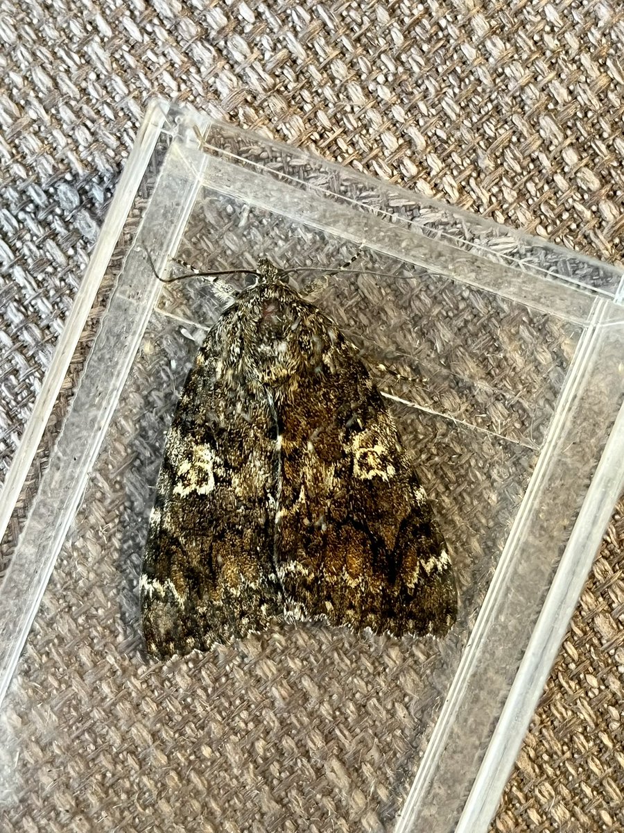 benjeaton's tweet photo. Wow! Came home from Ladywalk mothing to this. Dark Crimson Underwing! Erdington, B’ham. @BCWarwickshire https://t.co/bNT9JnzxOK