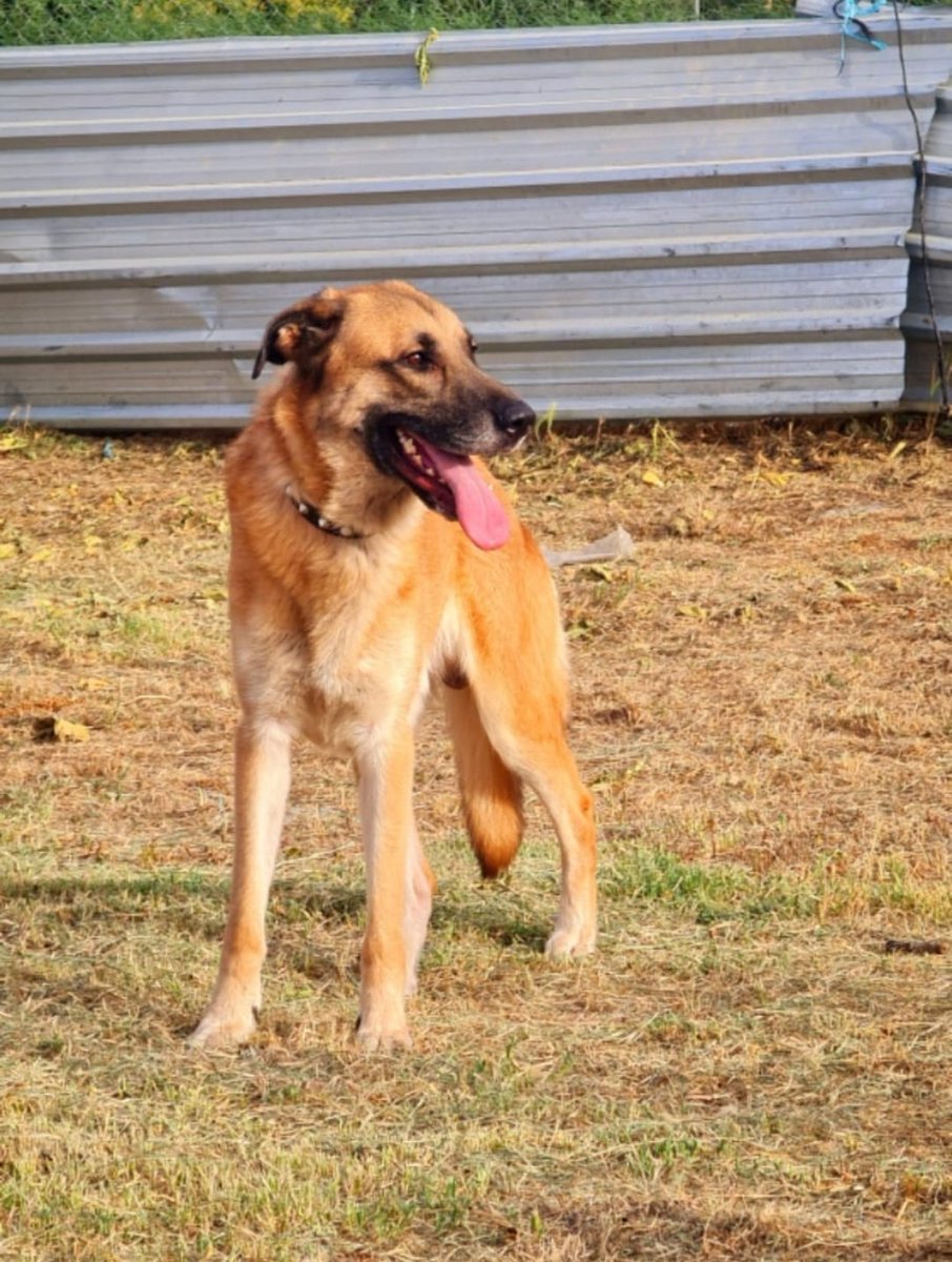 ivan_mutt's tweet photo. Este es Elvis, es un perro que mi madre sacó de una perrera el día que le iban a sacrificar, y ahora está en un refugio desde hace un año esperando a que alguien le adopte, mi madre ya no puede hacerse cargo del pago mensual del refugio, y necesita encontrar un hogar para el + https://t.co/4pkW8gT3An