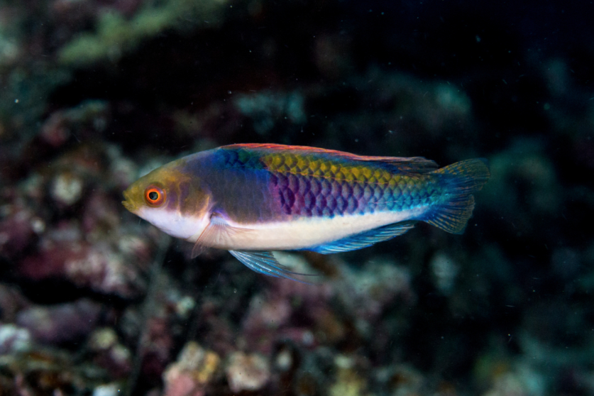 Reef Builders tweet media