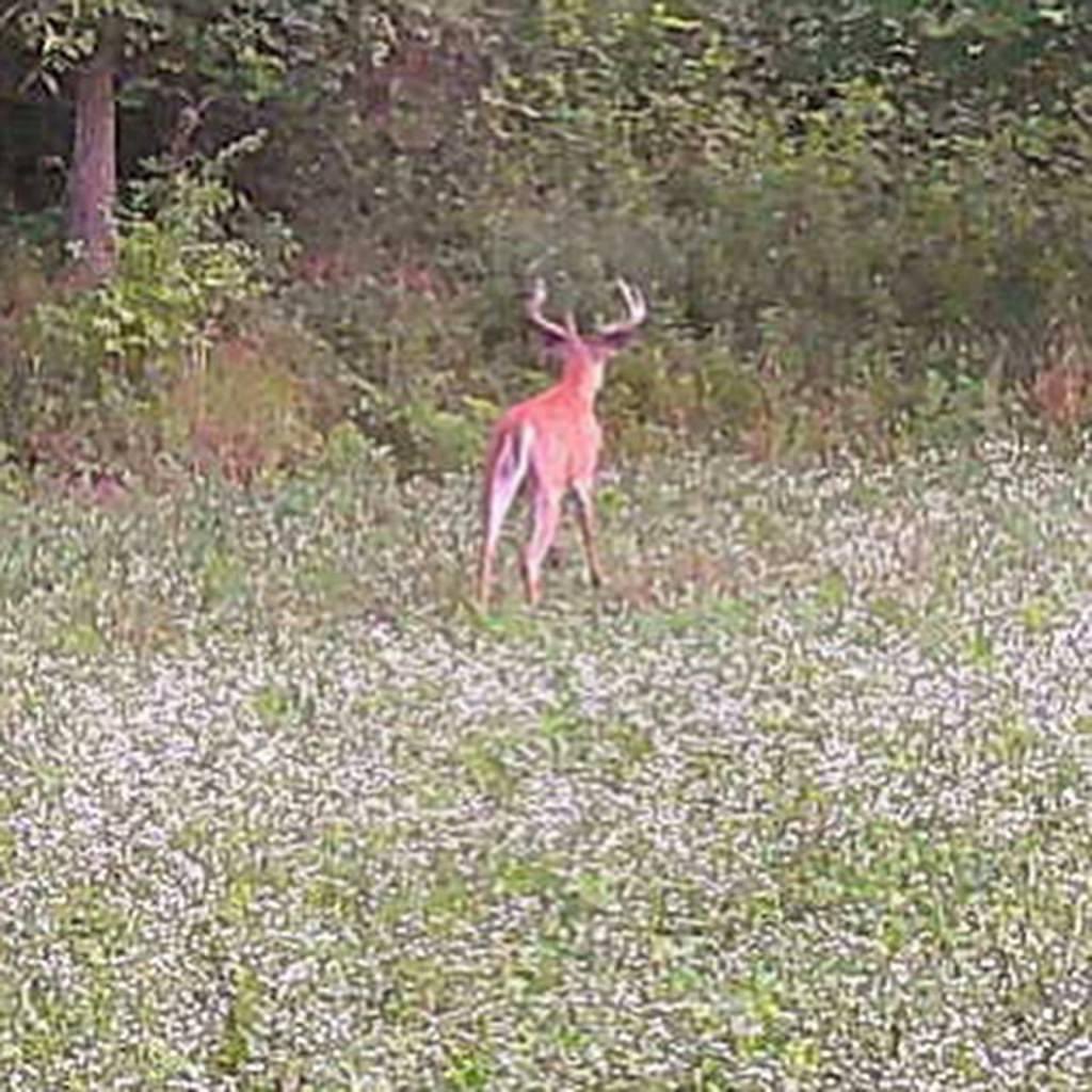 Buck_Chasers's tweet photo. https://t.co/P2jTmNYhOb