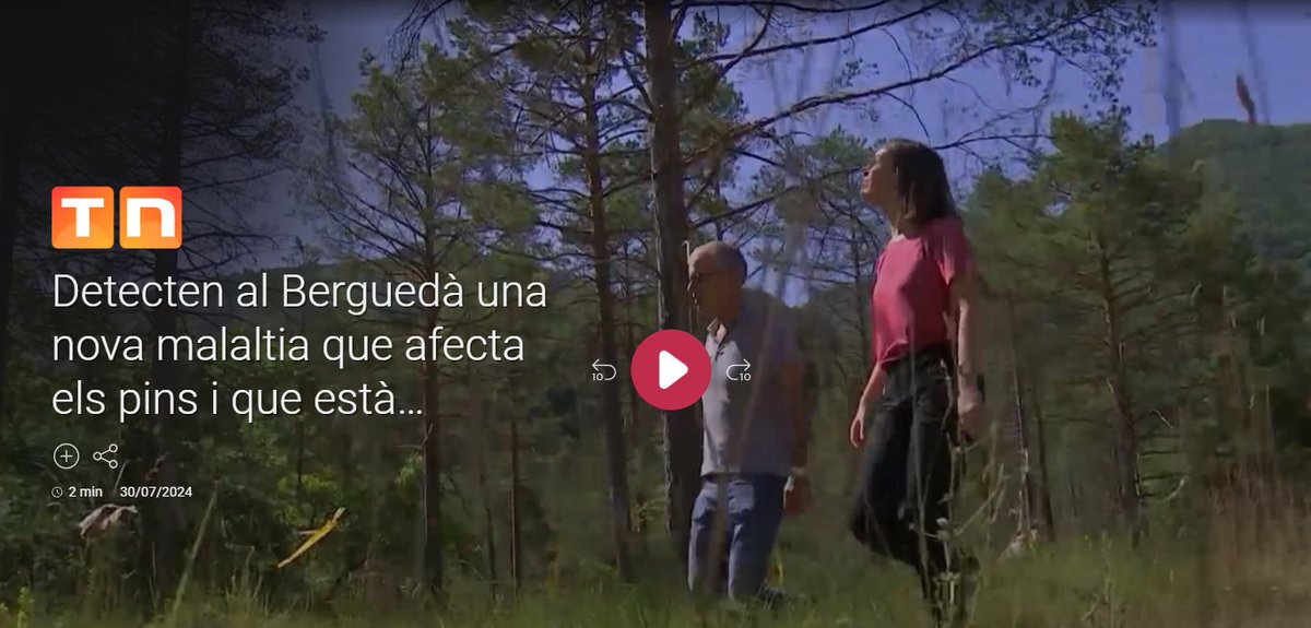 📺 #CTFC a <a href="/som3cat/">3Cat</a> #TNmigdia <a href="/324cat/">3catinfo</a> 
Maria Caballol (#CTFC <a href="/UdL_info/">Universitat de Lleida (UdL)</a>) parla amb <a href="/nurbacardit/">Núria Bacardit</a> sobre la banda marró, una malaltia descoberta a Catalunya per primera vegada i que afecta els pins <a href="/iCERCA/">Centres CERCA</a>  
👀Ho podeu veure 👇
ccma.cat/3cat/detecten-…