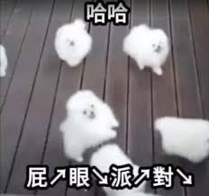 前陣子博美屁眼派對的圖流行一陣子
導致我對博美的印象就是屁眼

前幾天下班
我看到一隻可愛的博美狗被主人牽著
我忍不住讚嘆

：哇！好可愛的屁眼喔！

講完這句話後那位主人瞪大雙眼
我才後知後覺發現自己說了什麼

由於當下那位黑人老哥看起來很想給我來一記男女平拳👊🏿

我就直接轉身繞路烙跑回家了 https://t.co/HIDNshcCB4