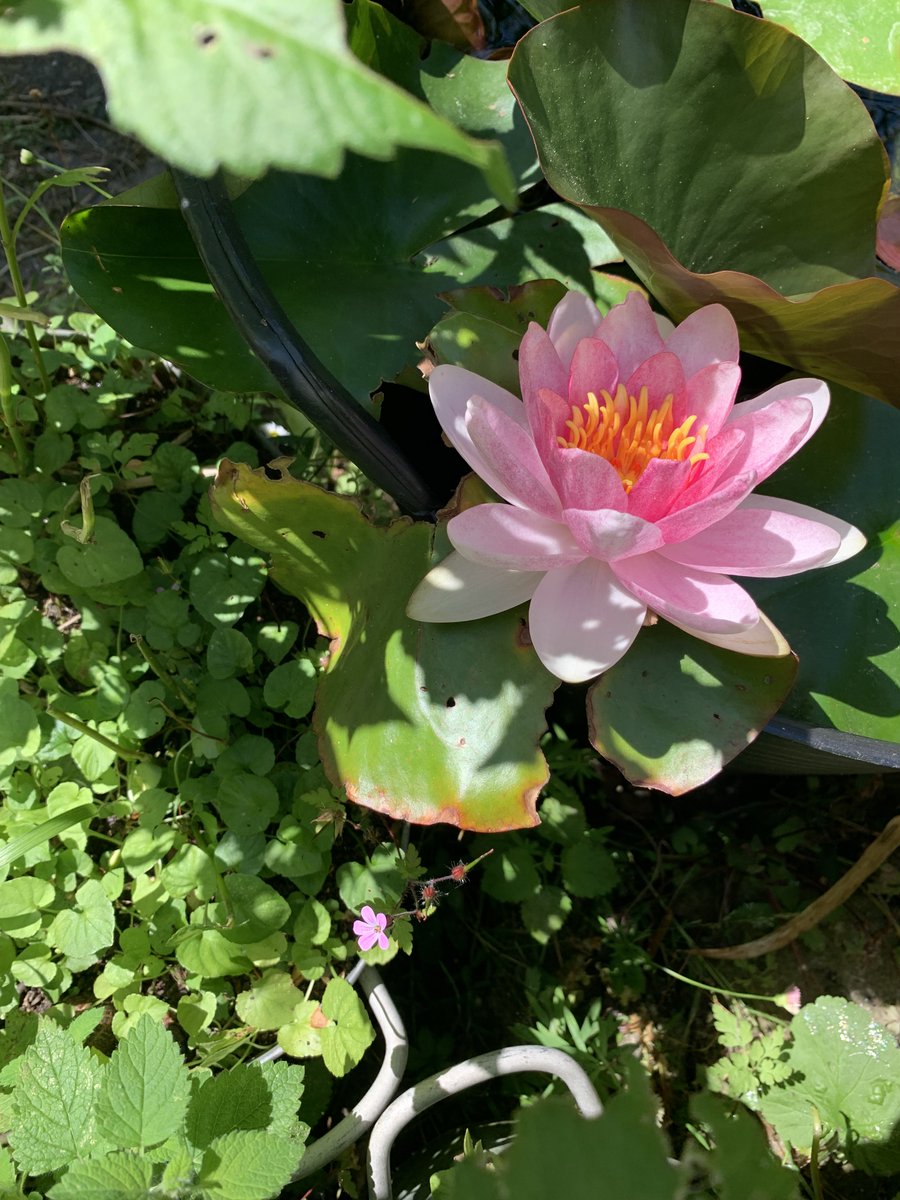 For Southport. First bloom in many years. #Southport