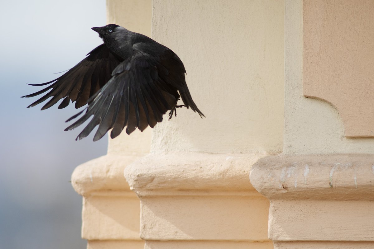 FŽP ČZU v Praze (@fzpczu) on Twitter photo 🐦The COVID-19 pandemic changed the urban landscape of fear. How did birds react to restrictions on human movement? An international team studied birds' resilience to these changes and published their findings in <a href="/NatureComms/">Nature Communications</a>. #naturefuture
🔗nature.com/articles/s4200… 🐦The COVID-19 pandemic changed the urban landscape of fear. How did birds react to restrictions on human movement? An international team studied birds' resilience to these changes and published their findings in <a href="/NatureComms/">Nature Communications</a>. #naturefuture
🔗nature.com/articles/s4200…