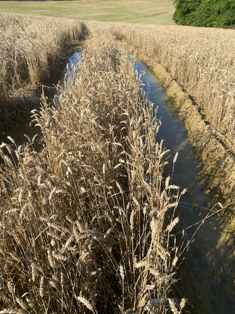 sizov_andre's tweet photo. Matif #wheat keeps creeping lower....meanwhile here's how French fields look after the recent rain. 

tks @sebponcelet 

#oatt #agwx https://t.co/jbCq8GgaGH