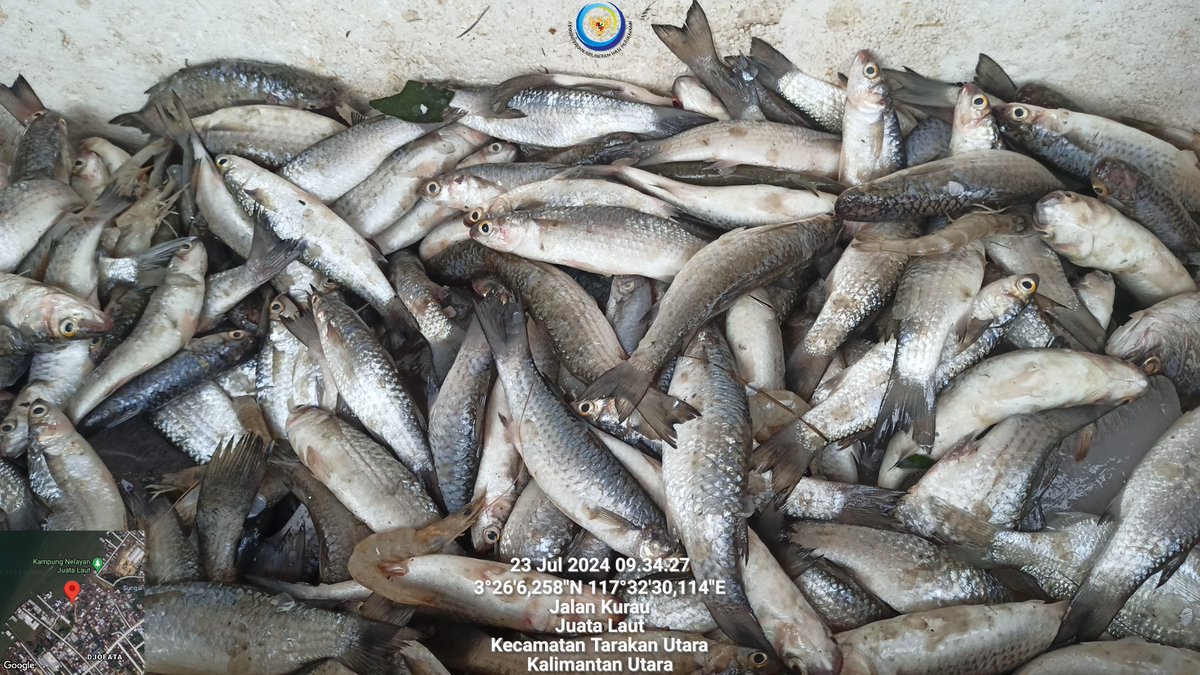 arioam17's tweet photo. Selasa (23/07), Ario Anggara M, Luhkan Tarakan, di POKLAHSAR Nelayan Berkah Setara Kel. Juata Laut melaporkan produksi penjualan ikan segar Kakap Putih 25rb/kg Mujair 15rb/2g Belanak 20rb/3kg Lokal Tarakan
#GiatLuhkanSatminkalBPPPBitung #PusLuh #BPPPBitung #Tarakan #Pengolahan https://t.co/keV9kezyaS