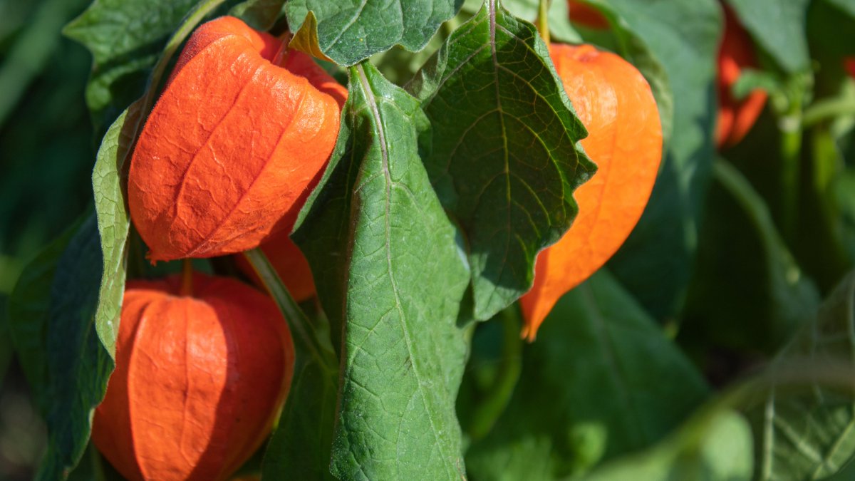 #CRISPRCas9 has been used to enhance domestication traits of groundcherry (Physalis grisea), addressing its agronomically unfavorable traits to boost its utilization and serving as a model for improving other underutilized #fruits.

Read more: shorturl.at/Ob7Lv