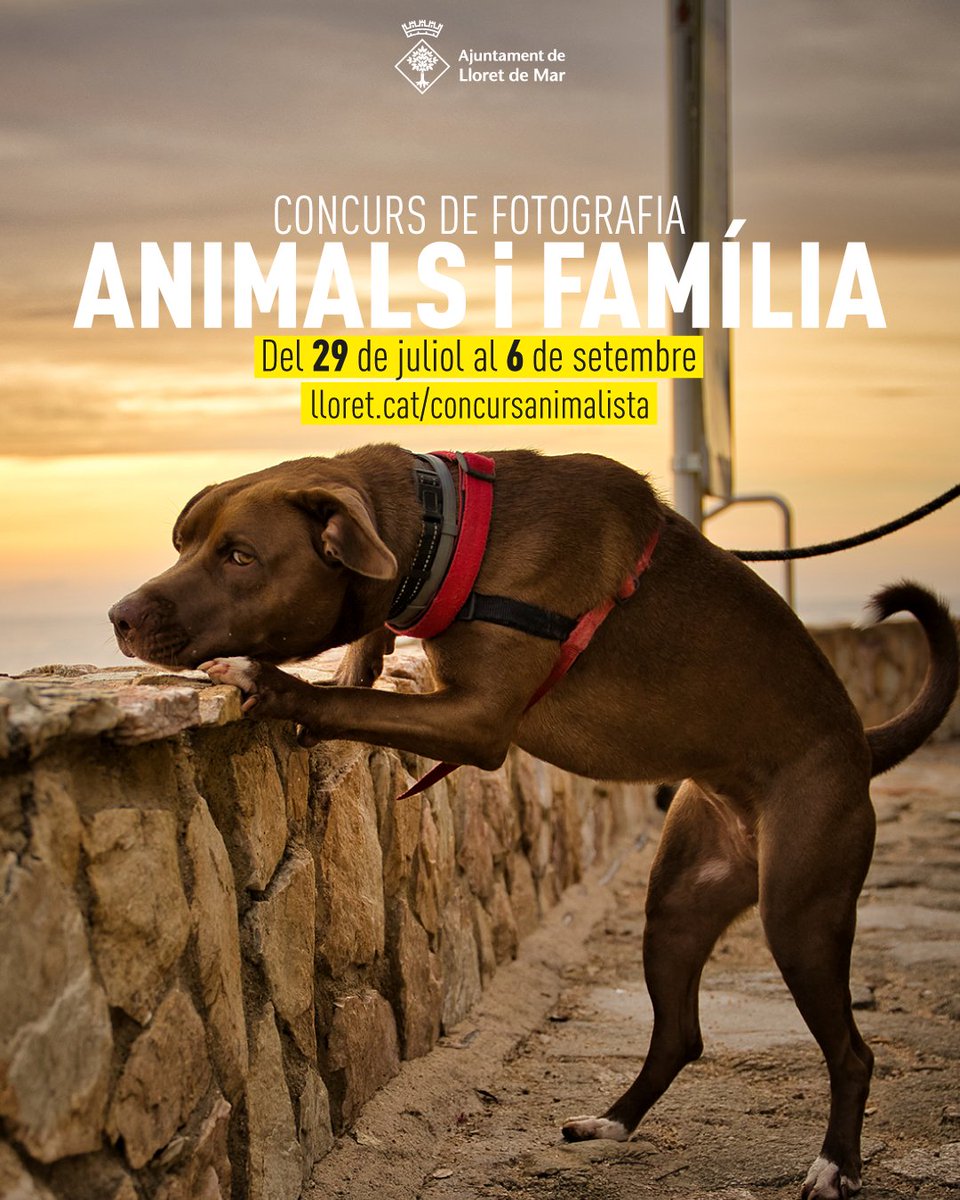 Lloret_de_Mar's tweet photo. 📸 Concurs de Fotografia “Animals i Família”!

🐾 Participa amb una foto que mostri a la teva mascota o mascotes com un més de la família en un espai de #LloretdeMar.

Presentació de fotografies fins al 02/09 a 👉 https://t.co/qJEEHArYnt https://t.co/DIBgDZO8i5